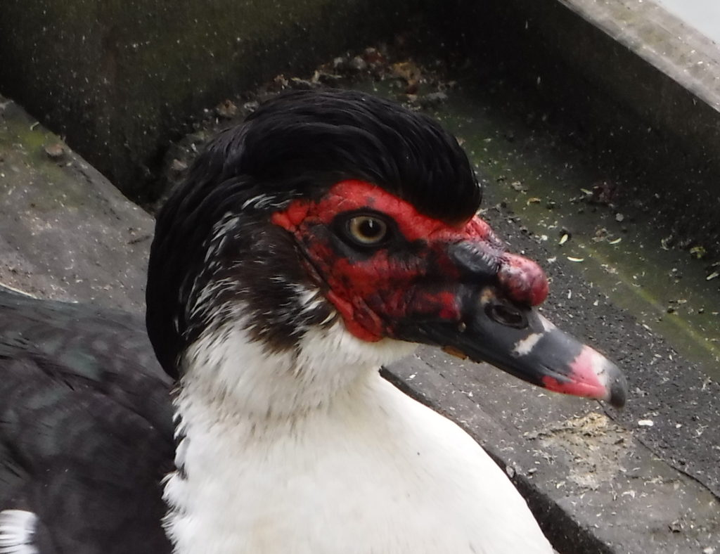 Sinister Duck