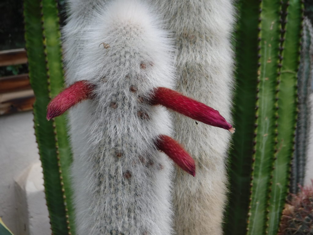 Obscene Cactus