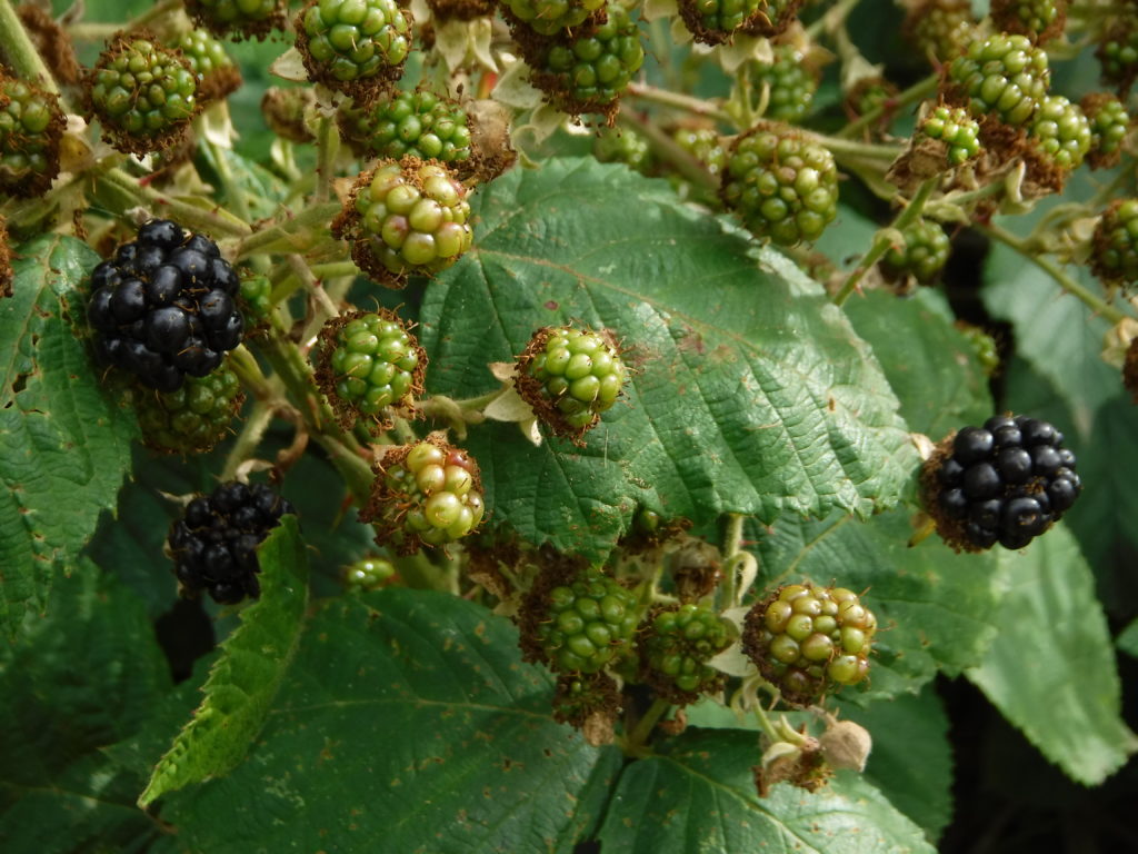First ripe blackberries