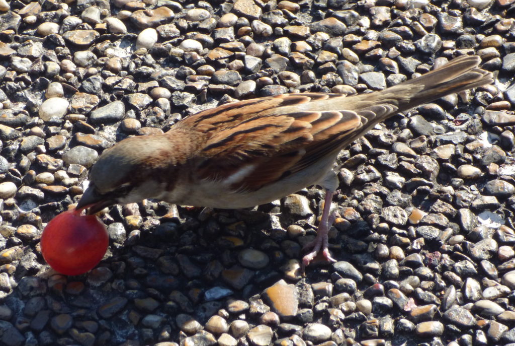 Sparrow with grape