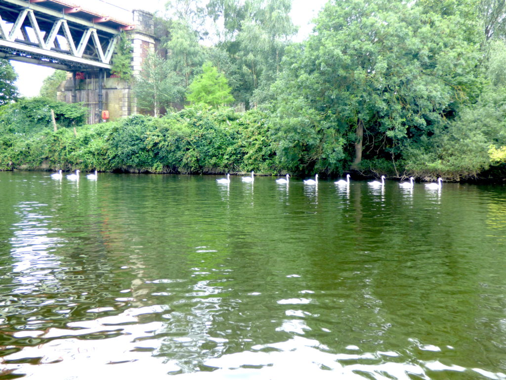 Column of swans