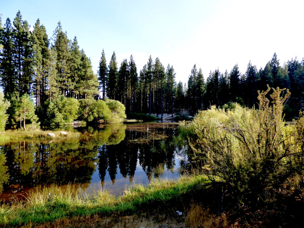 Davis Creek Pond