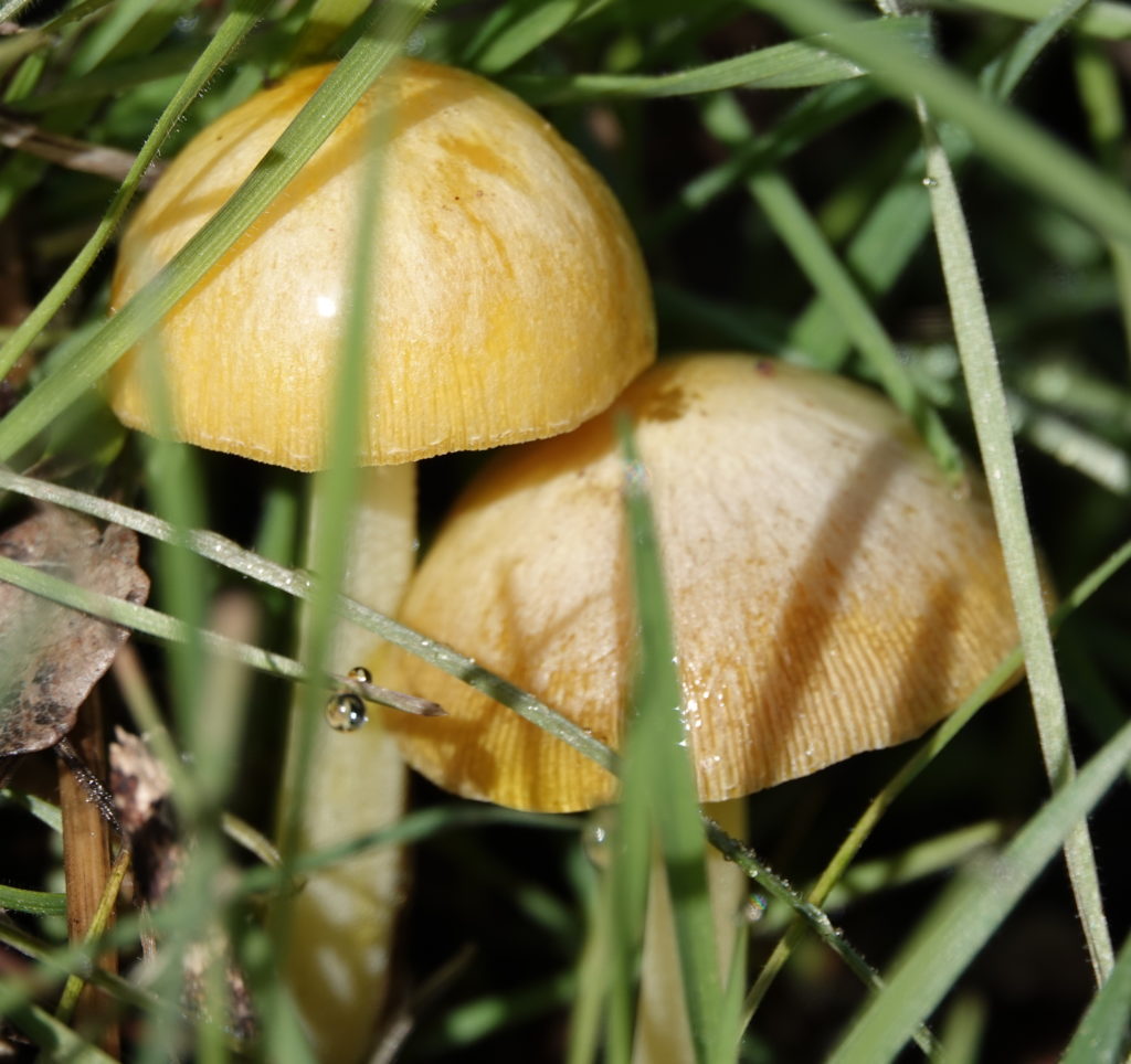Exciting Mushrooms