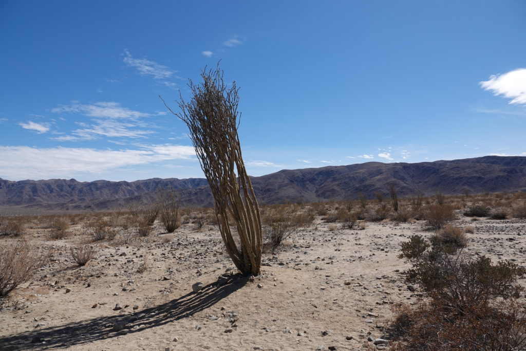 Ocotillo with no water