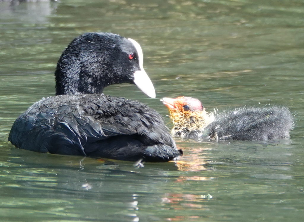 Coots