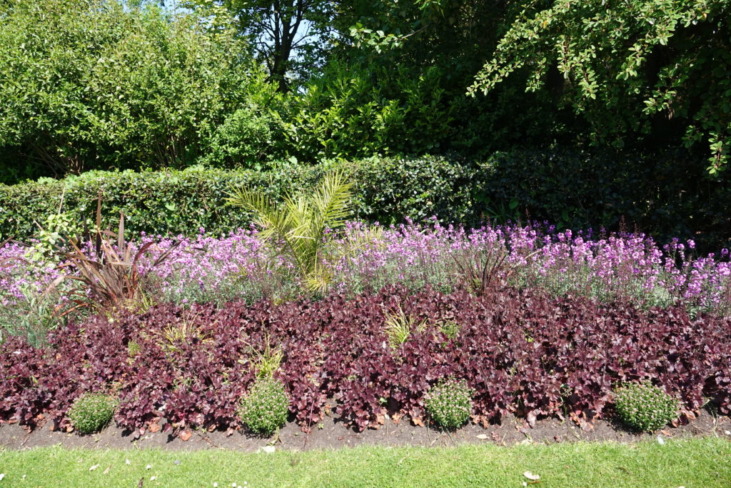Flowers in Regent's Park