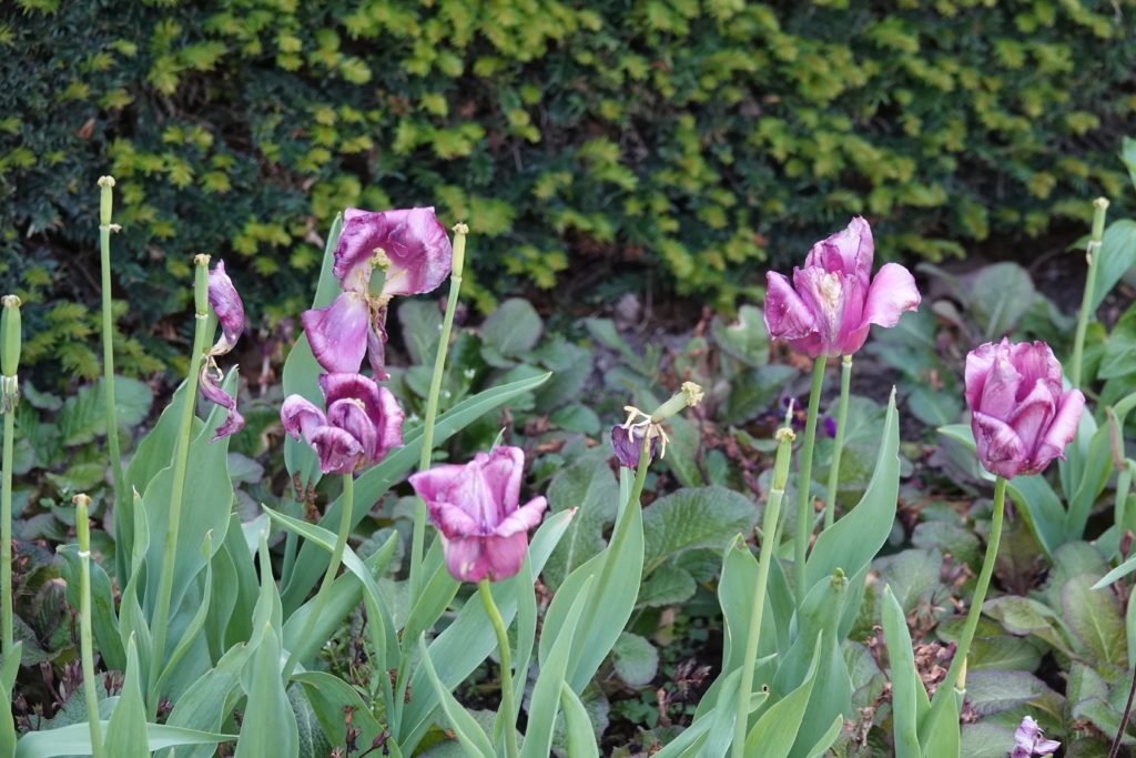 Flowers in Regent's Park