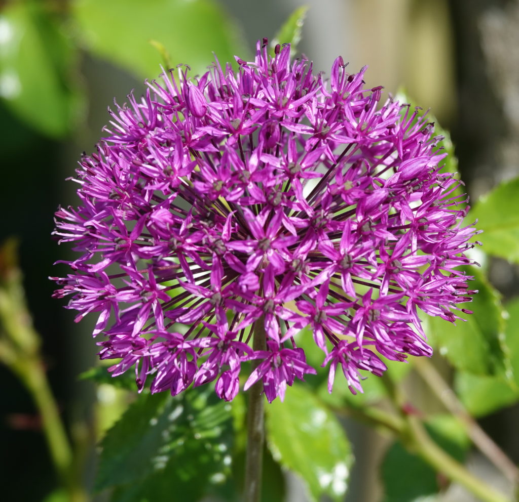 Flowers in Regent's Park