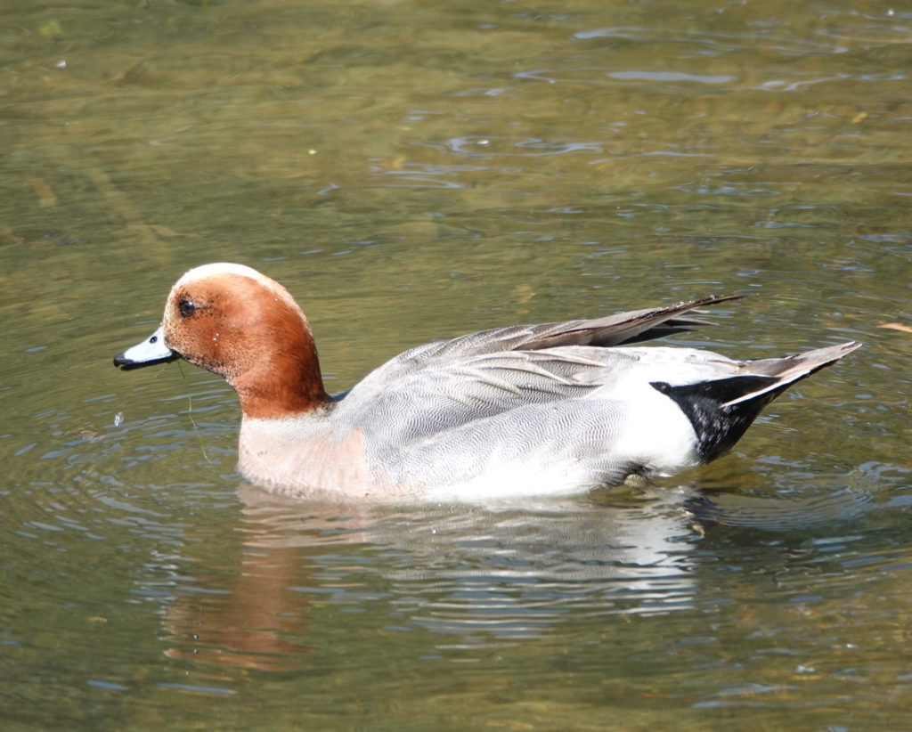 Eurasian Wigeon