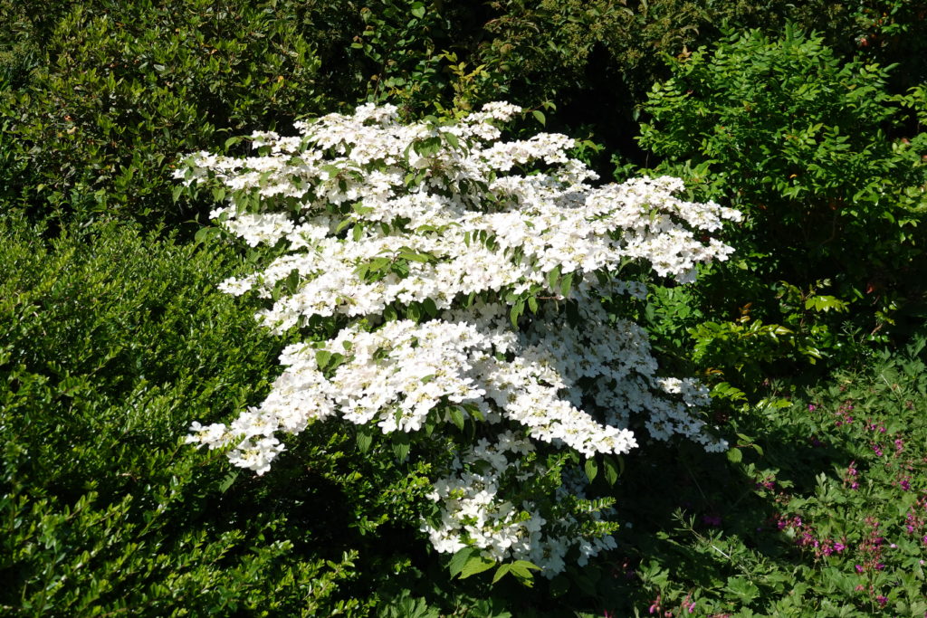 Flowers in Regent's Park