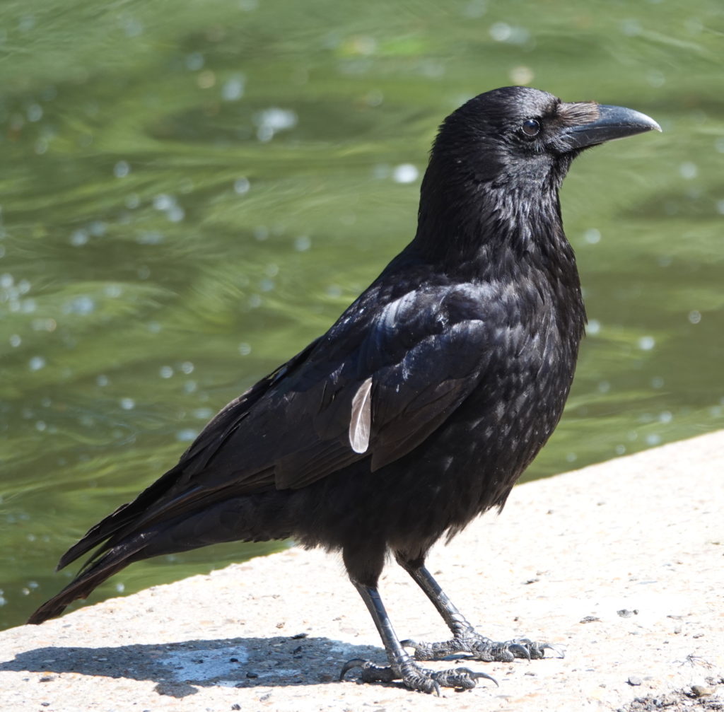 Carrion Crow