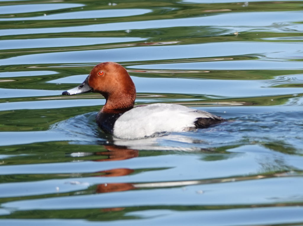 Common Pochard