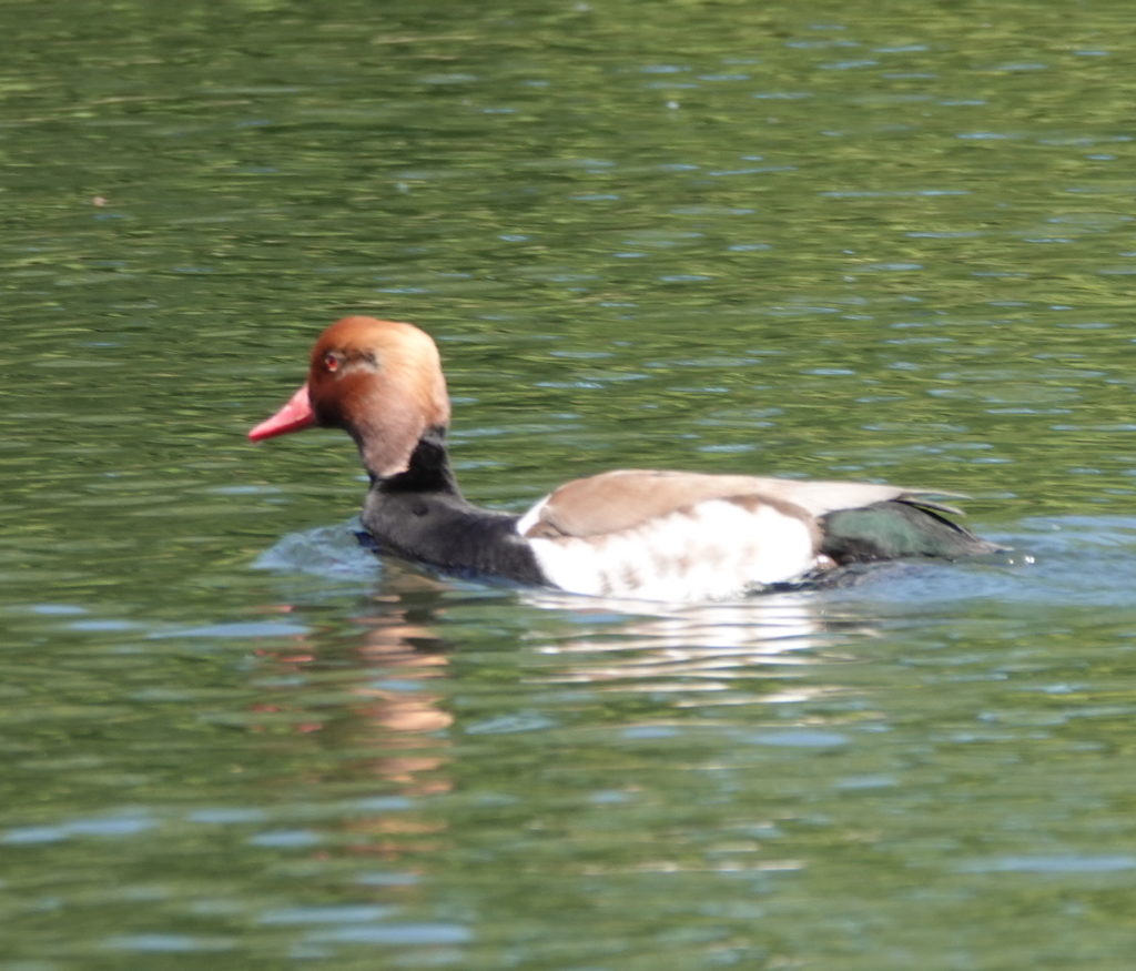 Tufted Duck