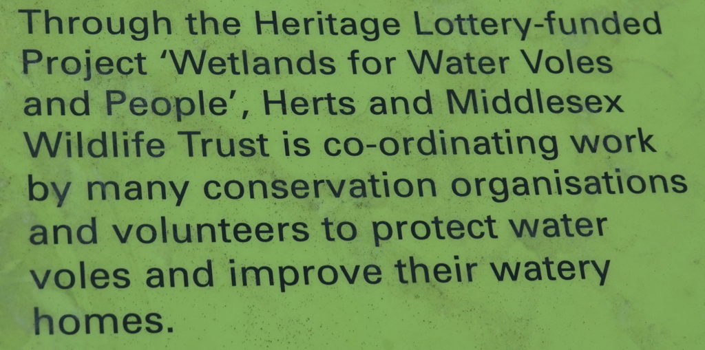 Wetlands for Water Voles