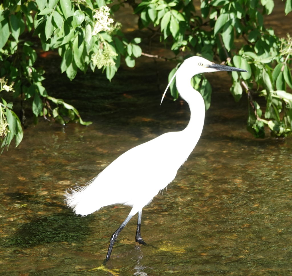 Little Egret