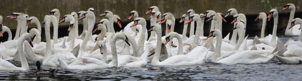 Swans!