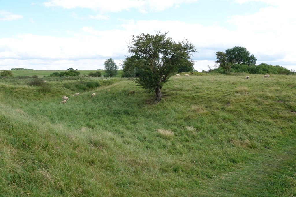 Grazing sheep