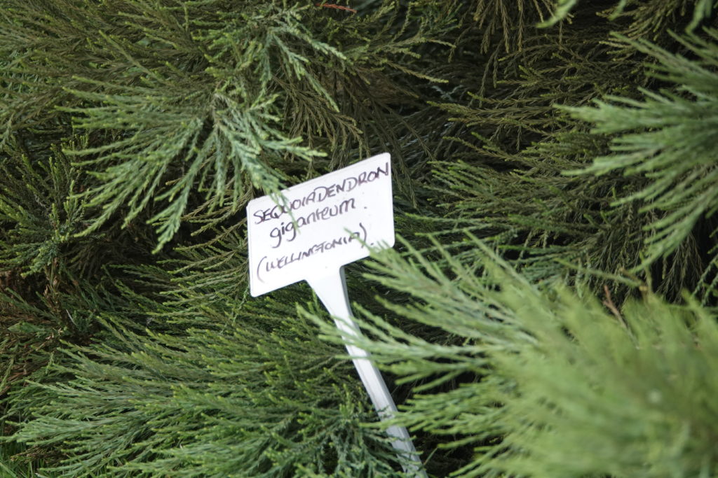 Sequoia sign