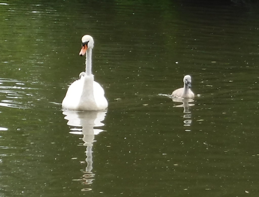 Bald necked swan