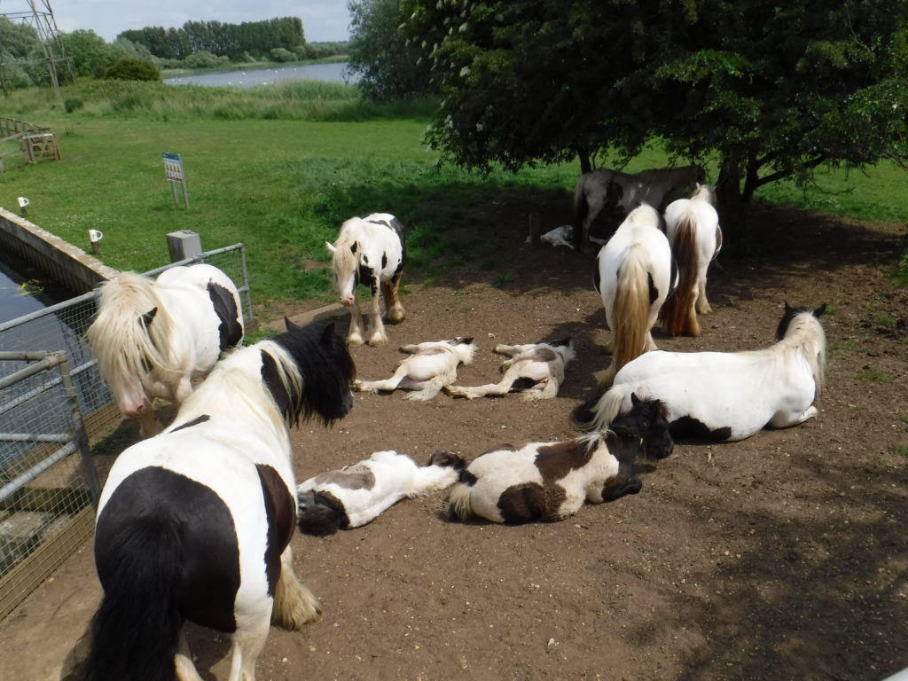 Horsies Playing Dead