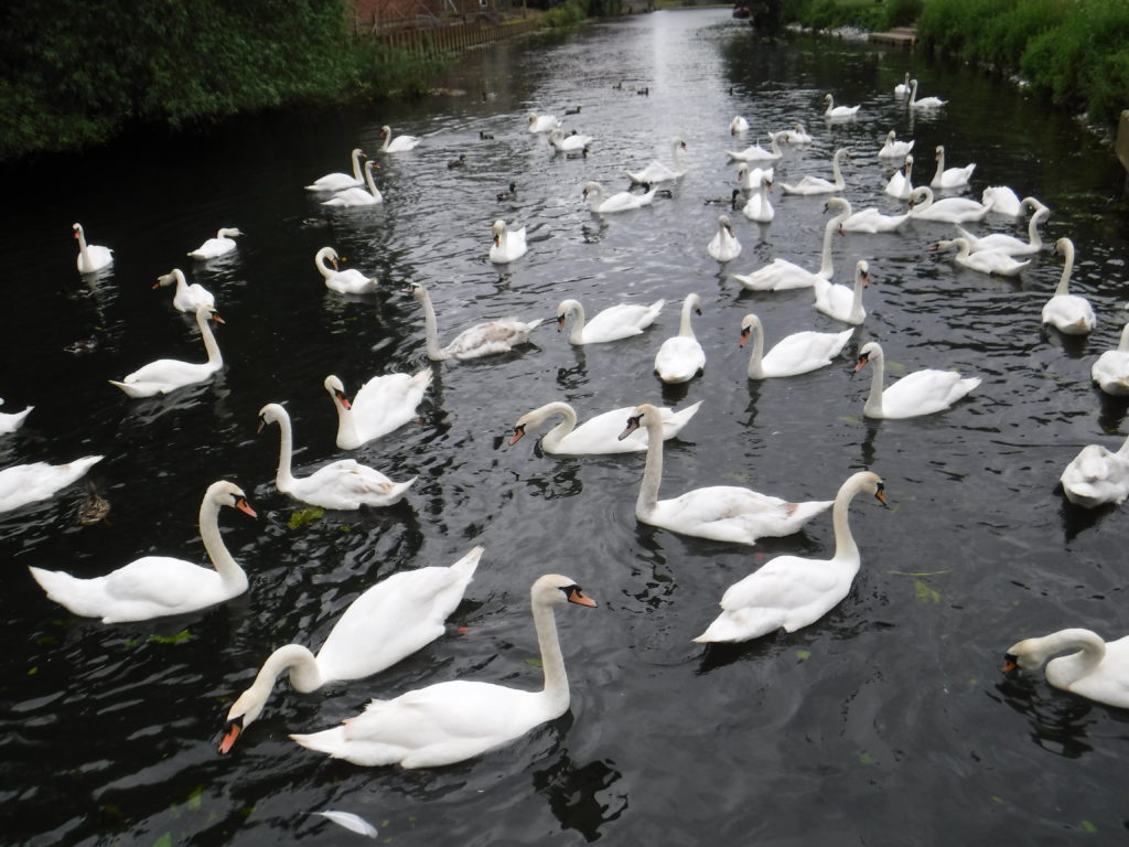 Battle Swans