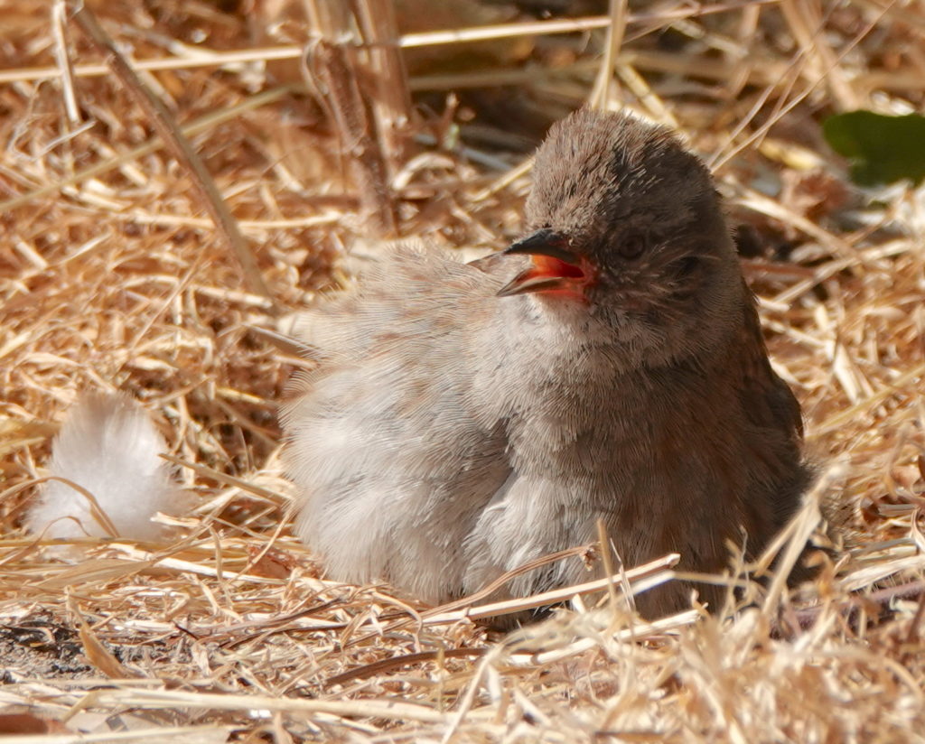 Dunnock