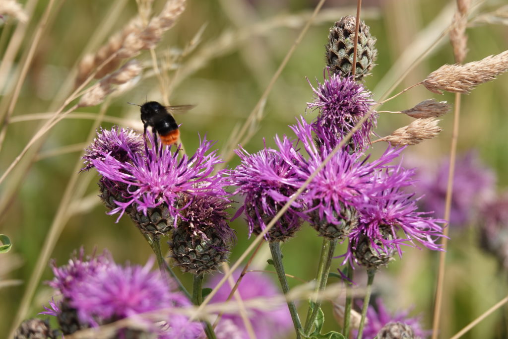 Pollinator