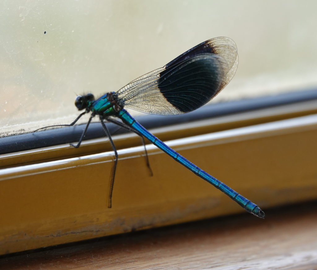 Damselfly