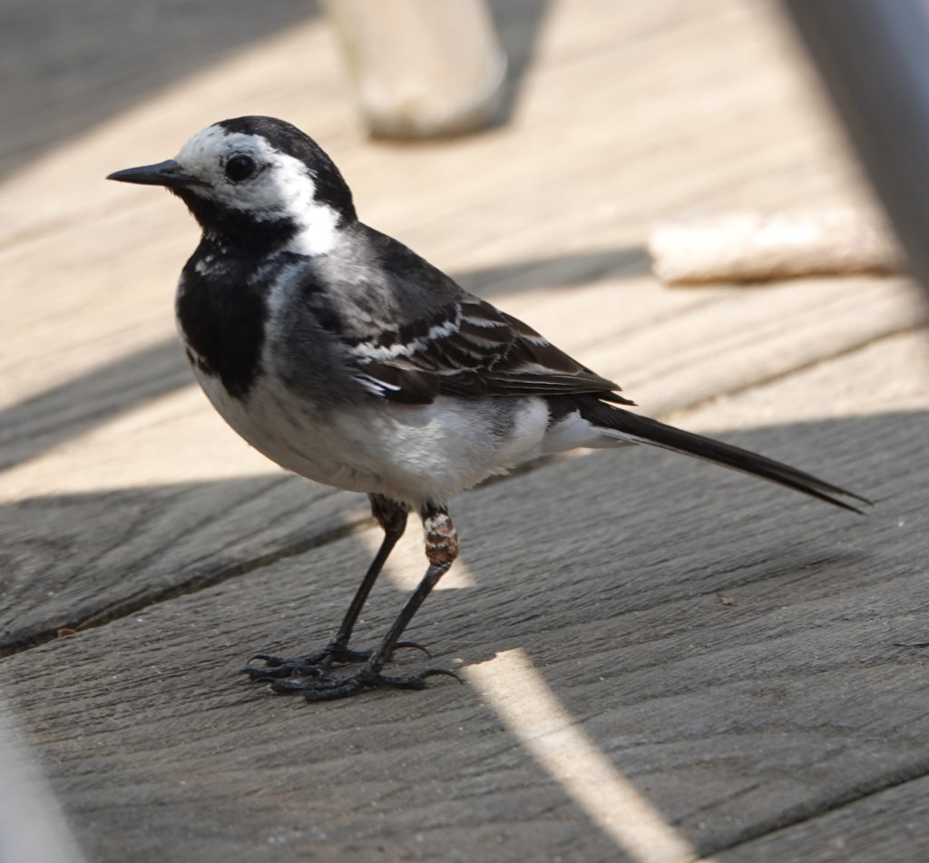 Pied Wagtail