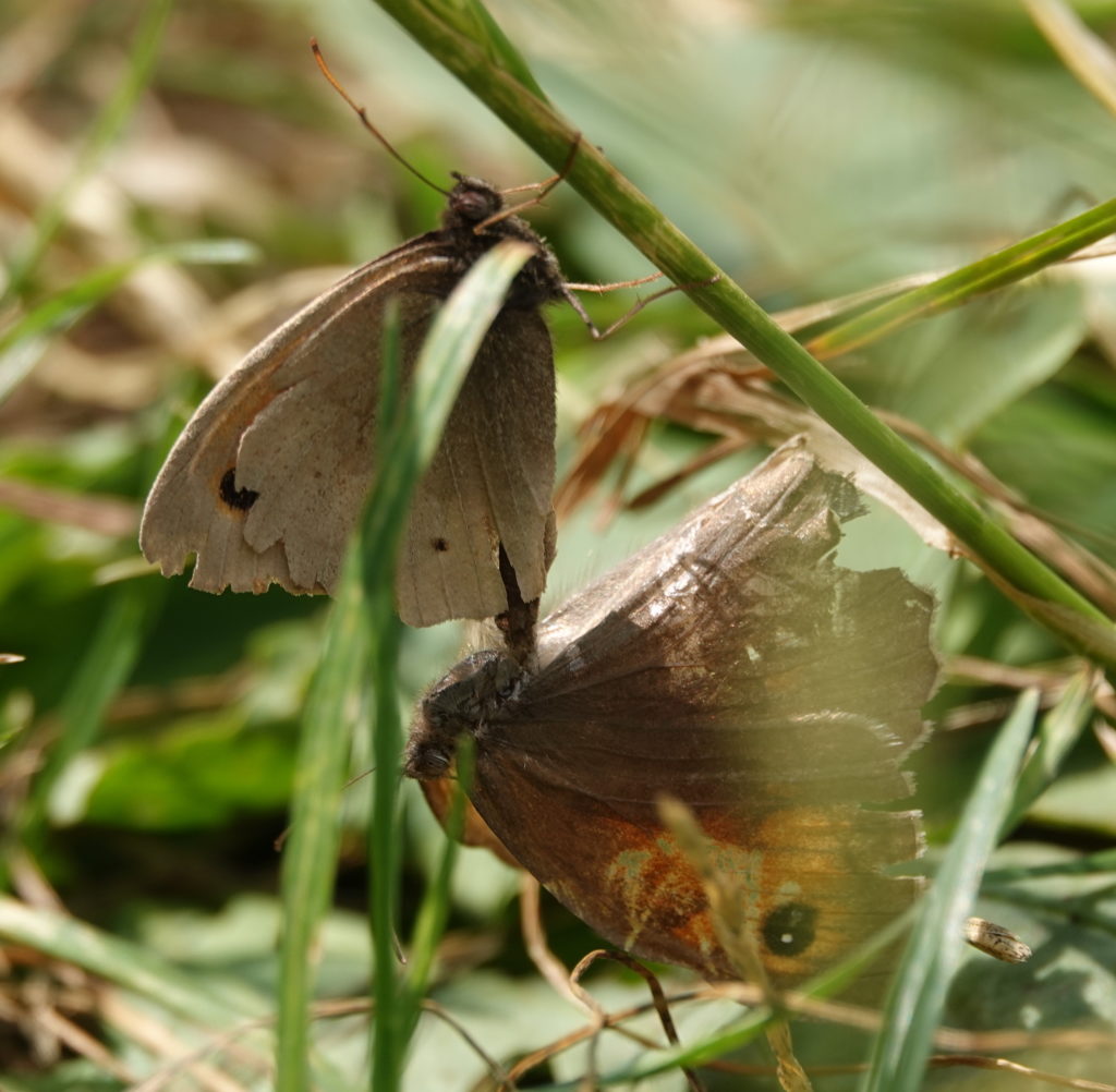 Butterfly sex
