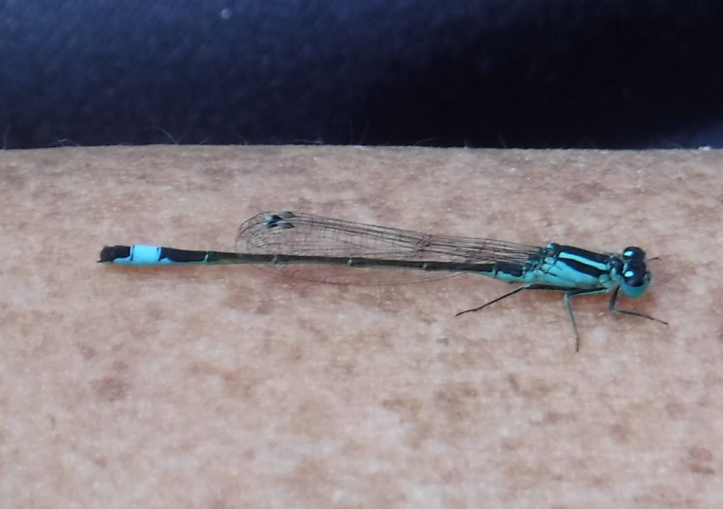 Damselfly