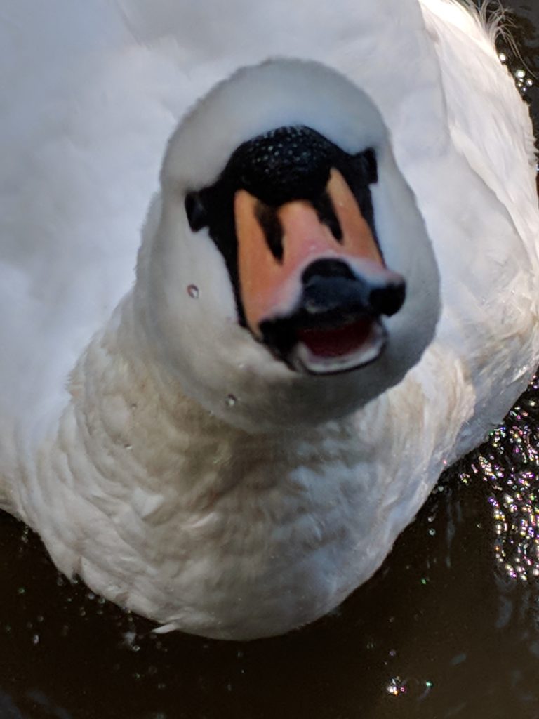 Swan attack