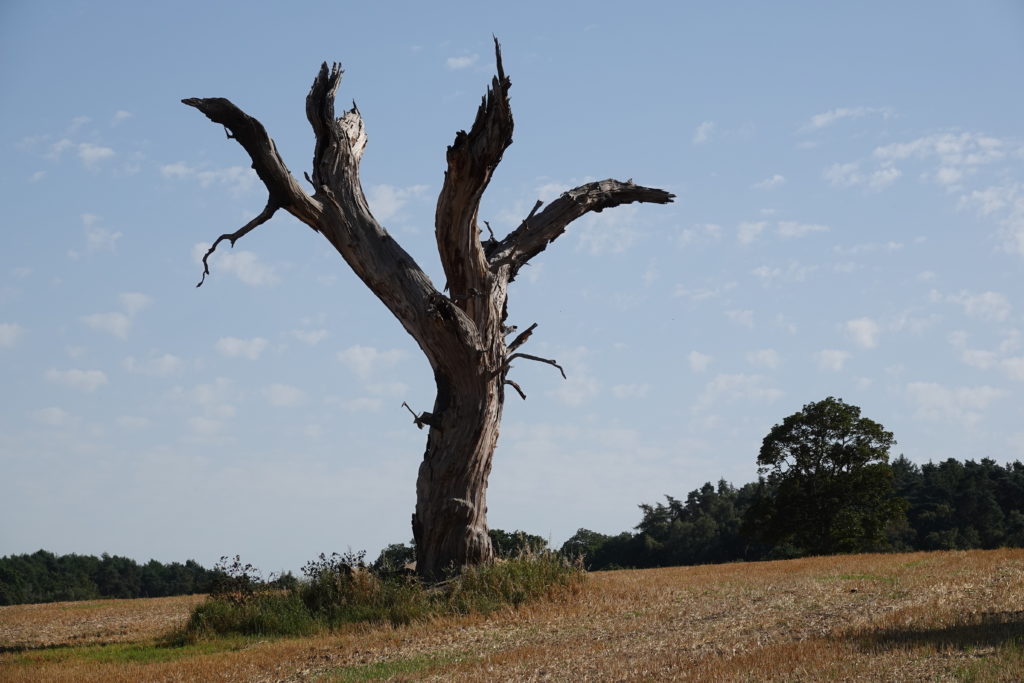 Blasted tree