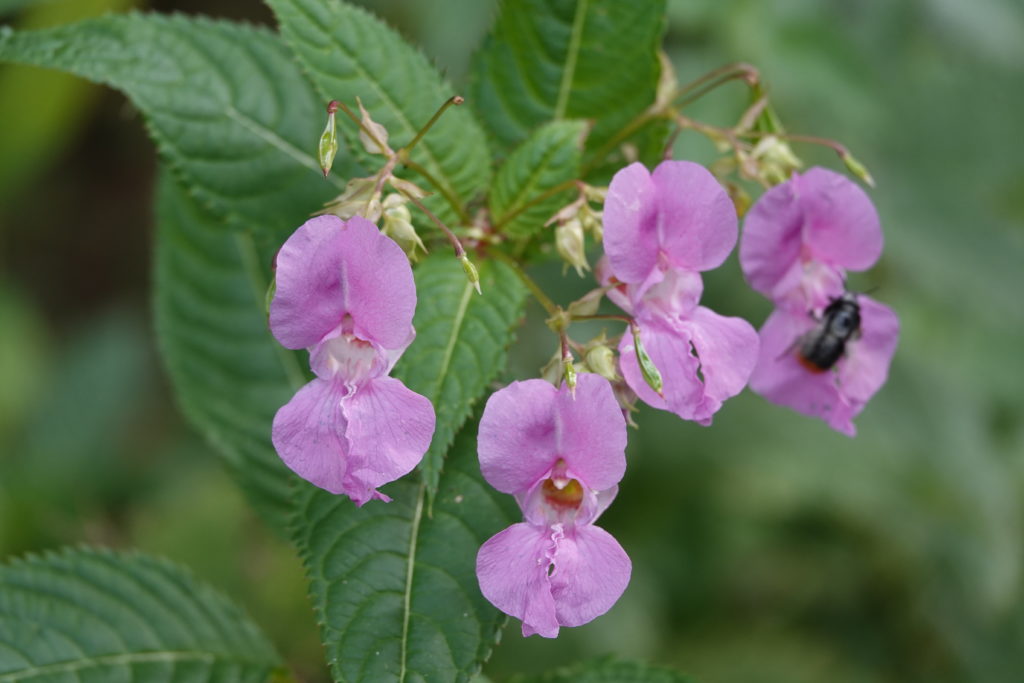 Flowers close up