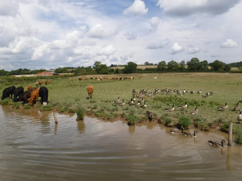 Cows and Geese